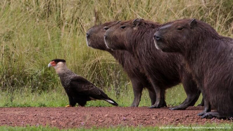 weird animal images