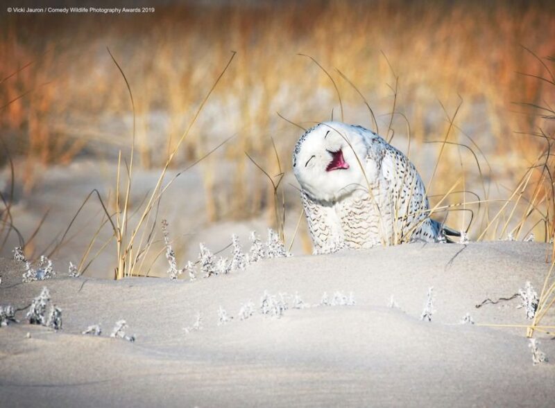 snowy owl
