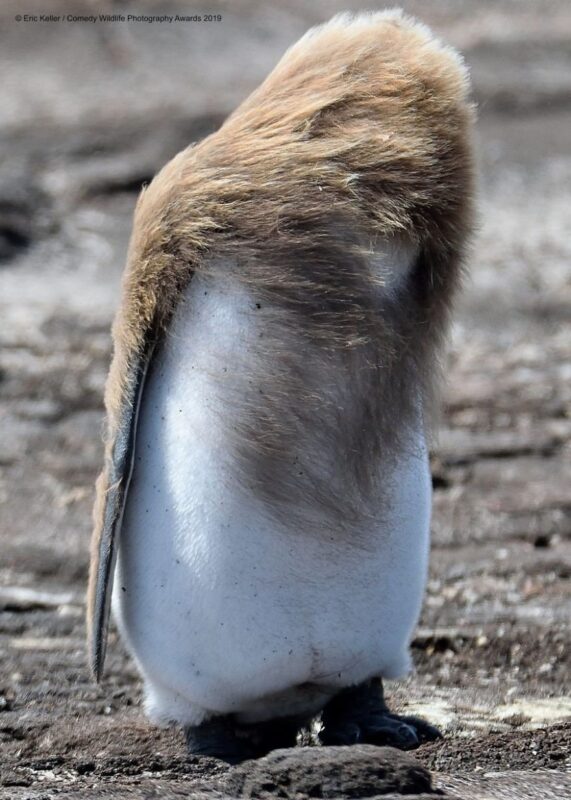 bad hair day
