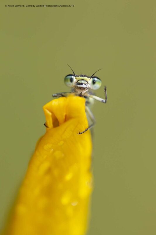 insects