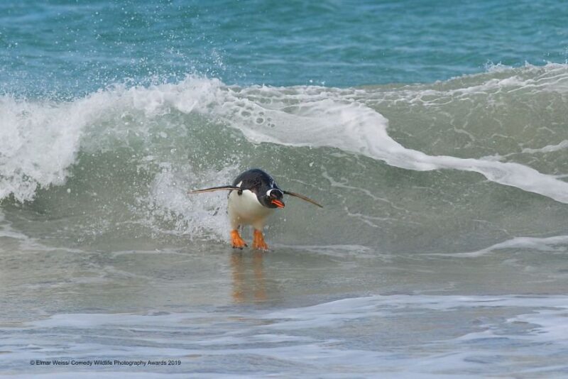 swimming penguin