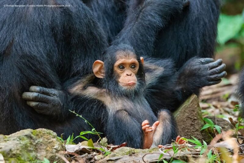 cute monkey