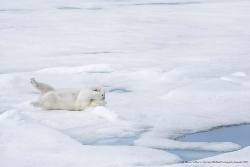 polar bear