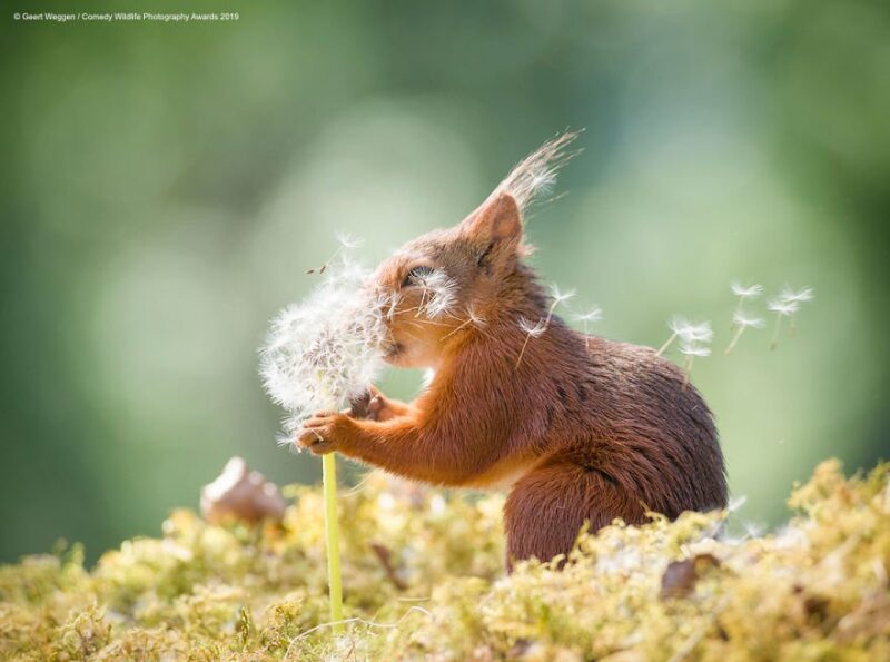squirrel