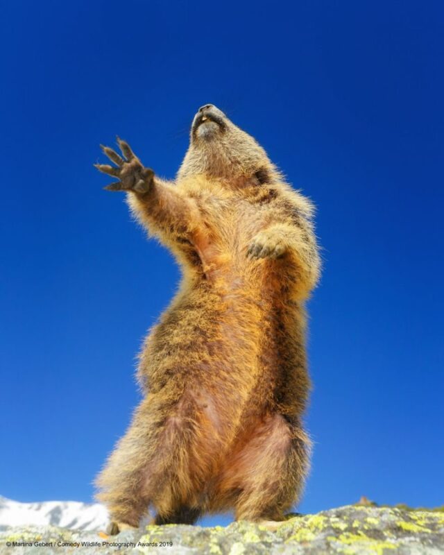 dancing animal