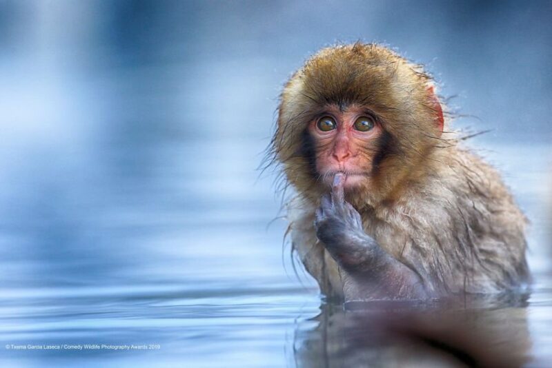 baby monkey