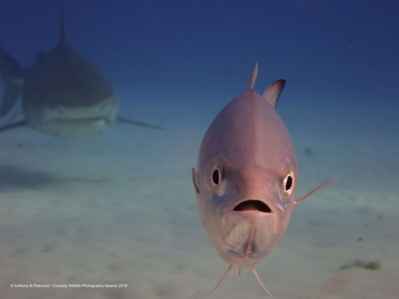 fish