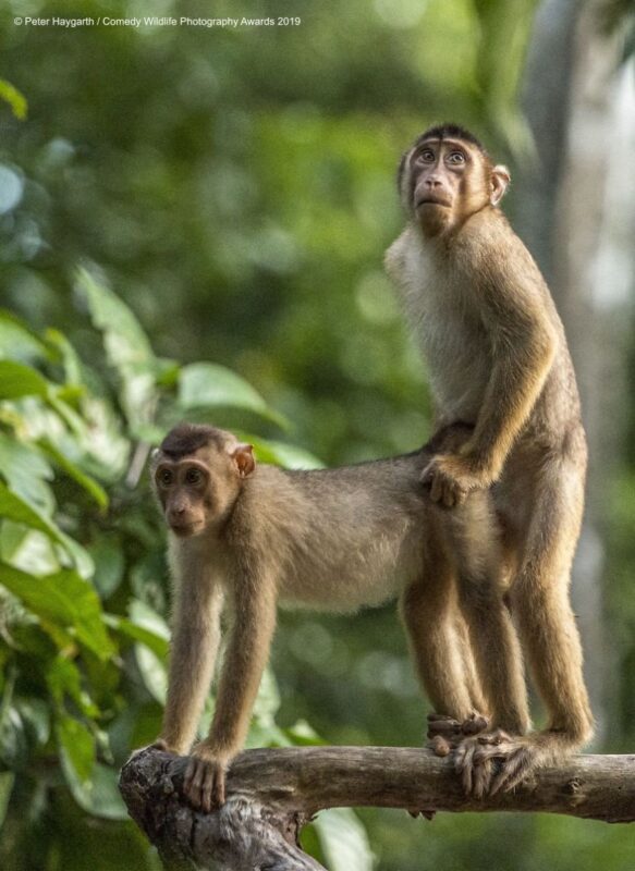monkey