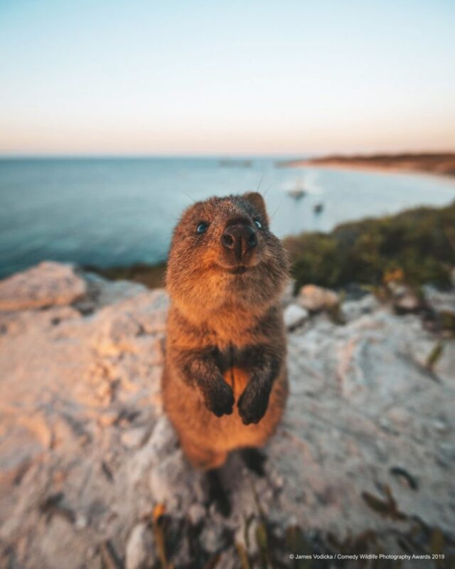cute animal