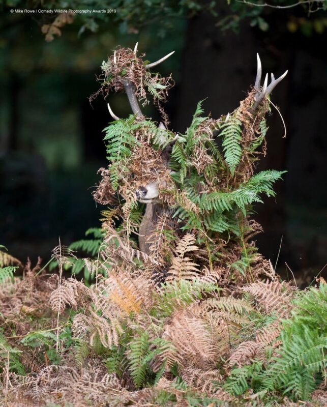 hide and seek