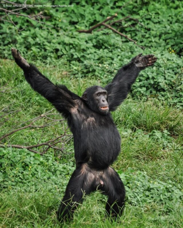 chimpanzee