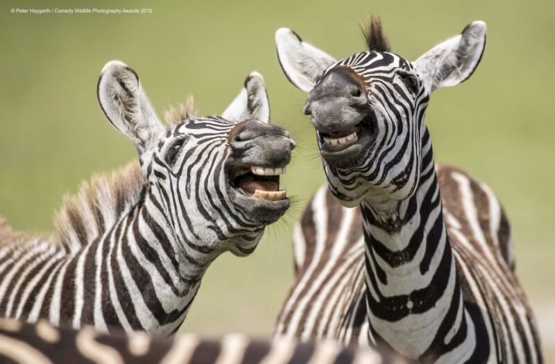 laughing zebra