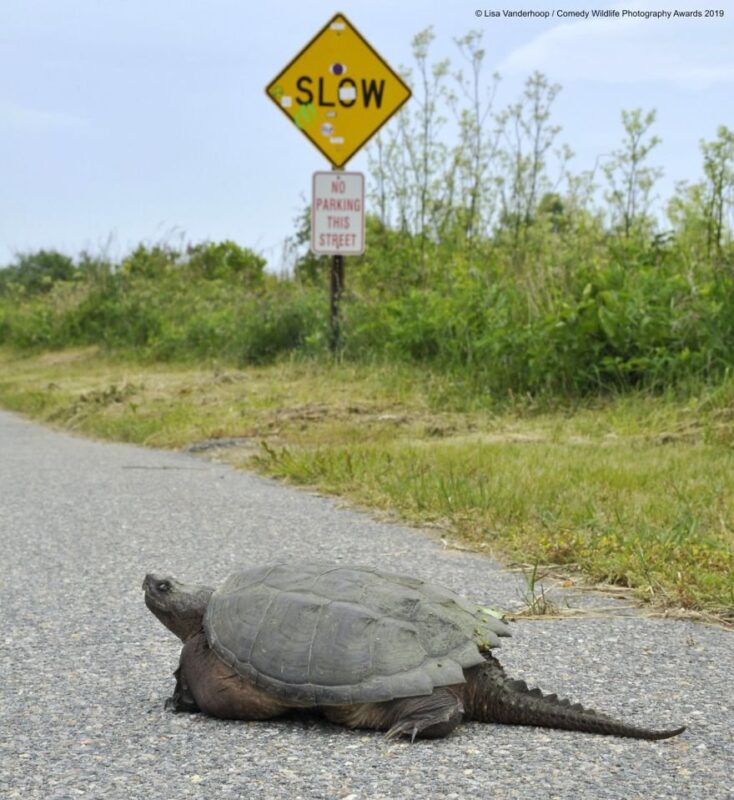 tortoise