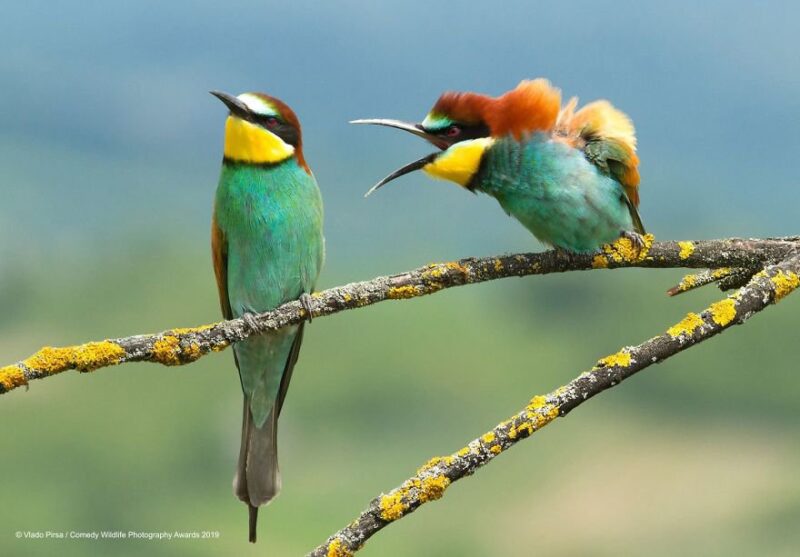 birds chirping