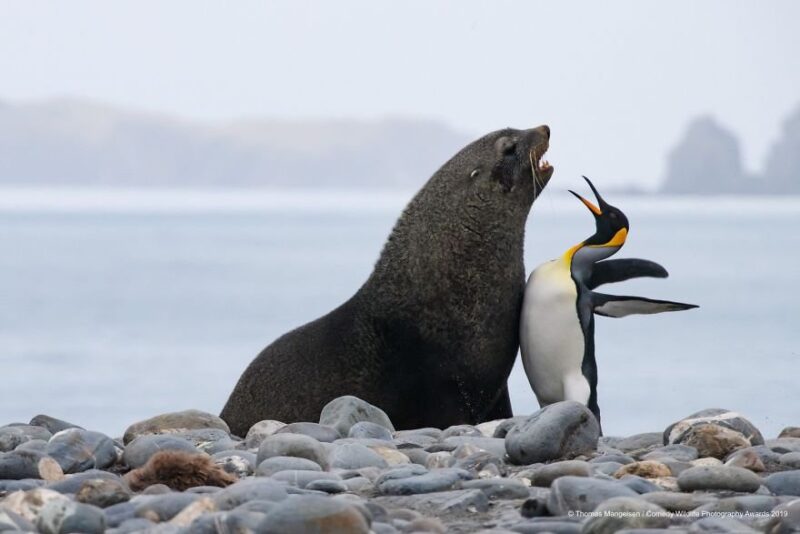 penguin fight