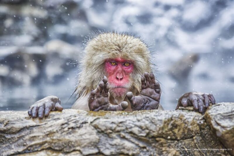monkey