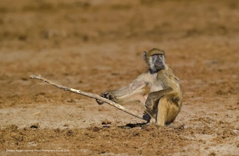 angry monkey
