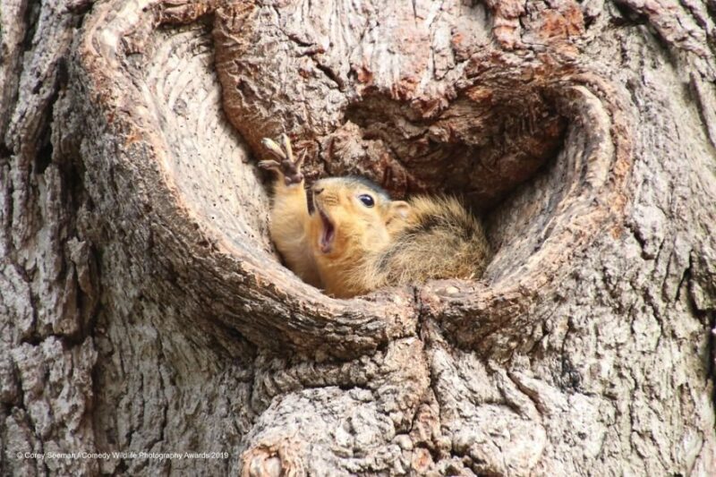 cute squirrel