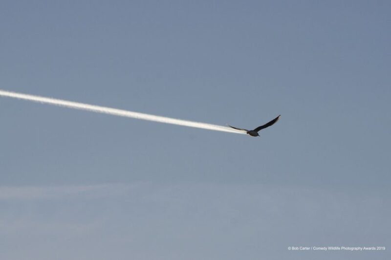 fly