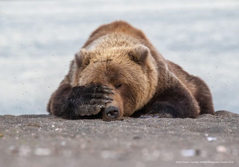 bear