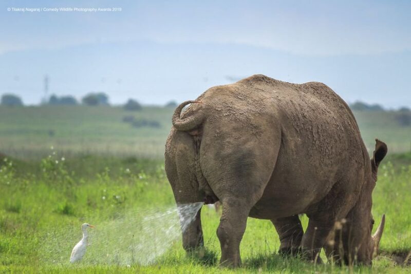 rhinoceros
