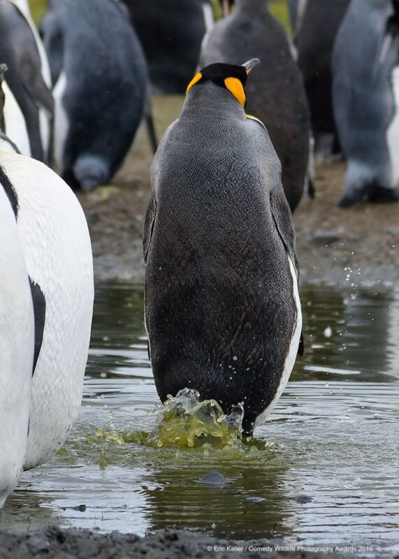 funny penguin