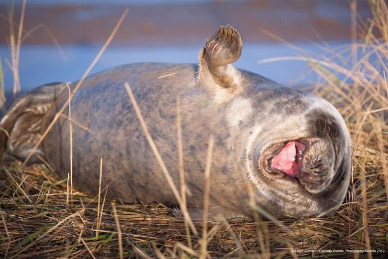 laughing animal