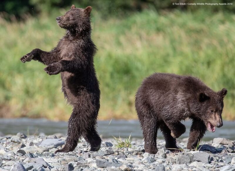 bears playing