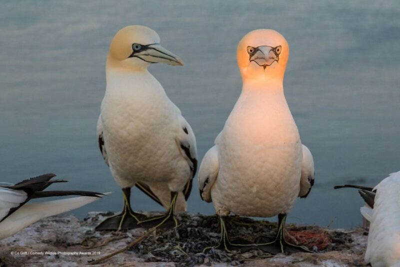 weird animal expressions