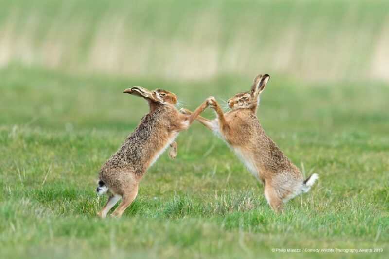 rabbits